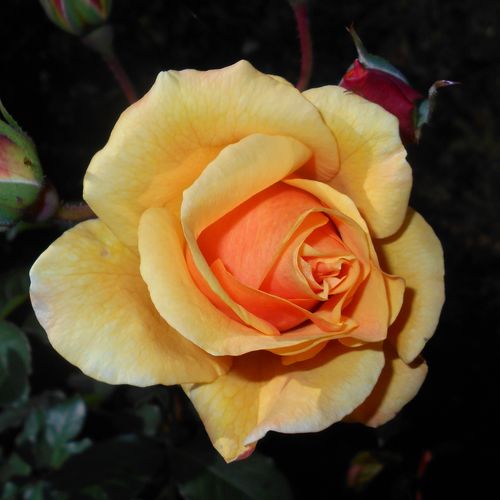 Vendita, rose rose arbustive - giallo - Rosa Postillion ® - rosa dal profumo discreto - W. Kordes & Sons - ,-